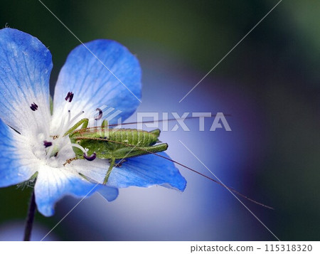 粉蝶花和灌木鶯 115318320