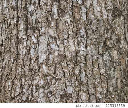 Bark, camphor 115318559