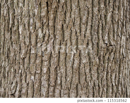 Bark, camphor Bark, camphor 115318562
