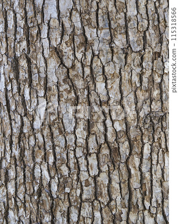 Bark, camphor 115318566