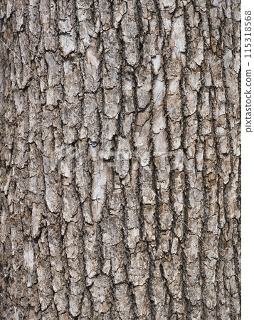 Bark, camphor 115318568