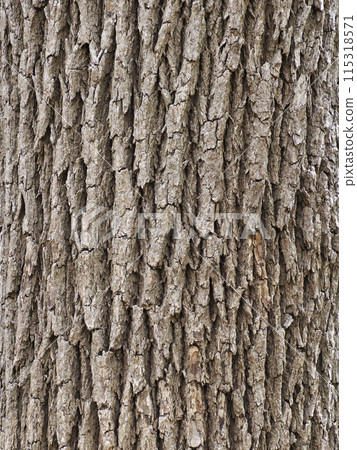 Bark, camphor Bark, camphor 115318571