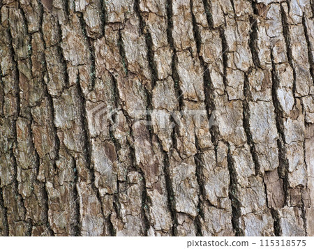 Bark, camphor Bark, camphor 115318575