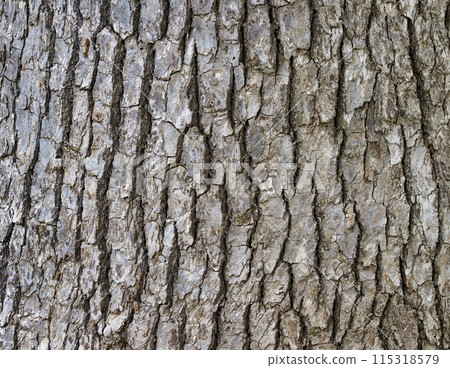 Bark, camphor 115318579