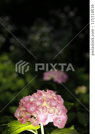 hydrangea   115318616