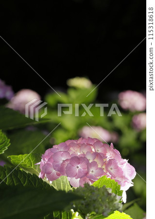 繡球 繡球 115318618