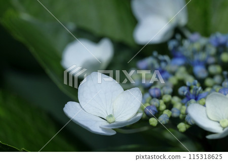 繡球 繡球 115318625