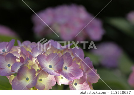 繡球 繡球 115318627