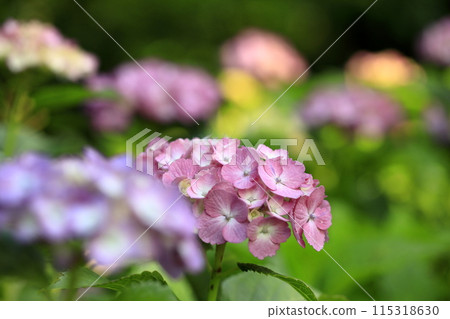 hydrangea   115318630