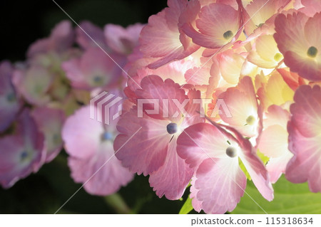 hydrangea   115318634