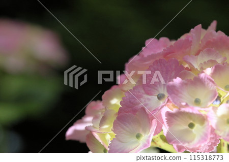 hydrangea   115318773