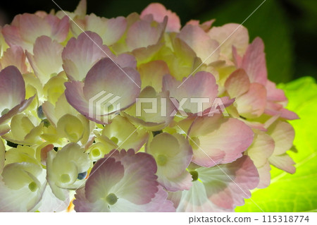 hydrangea   115318774