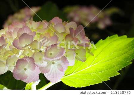 hydrangea hydrangea 115318775