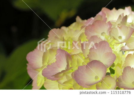 hydrangea   115318776