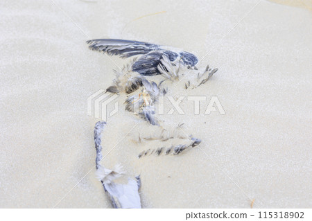 Dead bird hidden in the sand Dead bird hidden in the sand 115318902