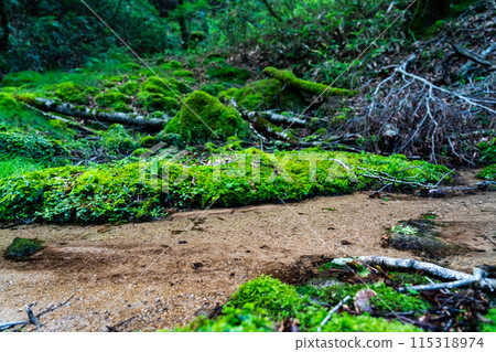 Summer young cedar natural forest: The flow of the source of the Yoshii River and the moss valley 3 Nishiawakura Village, Aida County, Okayama Prefecture 115318974