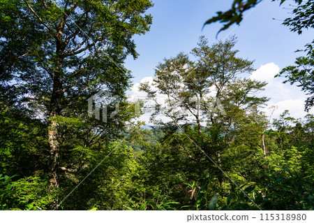 Summer Wakasugi Natural Forest, Forest and Blue Sky, Nishiawakura Village, Aida County, Okayama Prefecture Summer Wakasugi Natural Forest, Forest and Blue Sky, Nishiawakura Village, Aida County, Okayama Prefecture 115318980