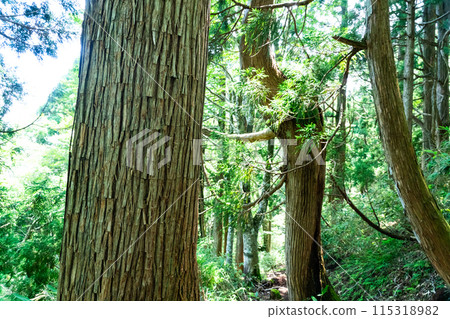 Summer young cedar natural forest, cedar valley and promenade, Nishiawakura Village, Aida County, Okayama Prefecture 115318982