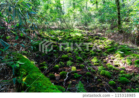 Summer Wakasugi Natural Forest: Clear Stream and Moss Valley 3, Nishiawakura Village, Aida County, Okayama Prefecture Summer Wakasugi Natural Forest: Clear Stream and Moss Valley 3, Nishiawakura Village, Aida County, Okayama Prefecture 115318985