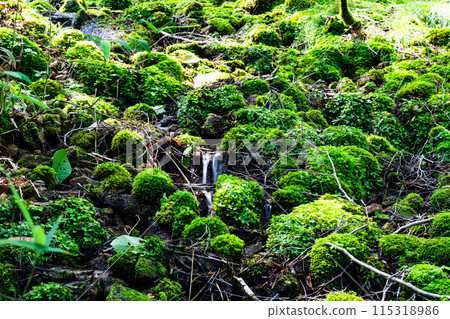 Summer young cedar natural forest: Clear stream and moss valley 4, Nishiawakura Village, Aida County, Okayama Prefecture 115318986