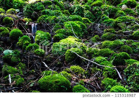 Summer young cedar natural forest: Clear stream and moss valley 5 Nishiawakura Village, Aida District, Okayama Prefecture 115318987