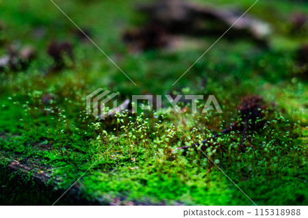 Summer young cedar natural forest: Gourd moss growing on a bench 1 Nishiawakura Village, Aida County, Okayama Prefecture 115318988