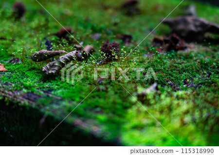 Summer Wakasugi Natural Forest: Gourd Moss growing on a bench 2 Nishiawakura Village, Aida County, Okayama Prefecture 115318990