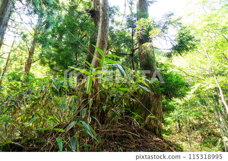 Summer Wakasugi Natural Forest: Cedar Trees and Walkways 2, Nishiawakura Village, Aida County, Okayama Prefecture Summer Wakasugi Natural Forest: Cedar Trees and Walkways 2, Nishiawakura Village, Aida County, Okayama Prefecture 115318995