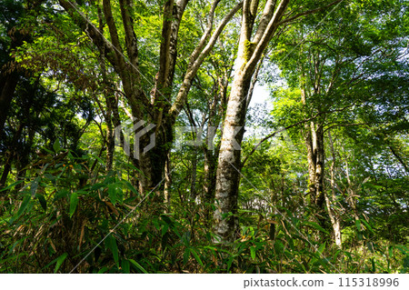 Wakasugi Natural Forest Summer Beech Forest 1 Nishiawakura Village, Aida County, Okayama Prefecture 115318996