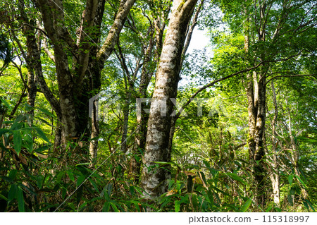 Wakasugi Natural Forest Summer Beech Forest 2 Nishiawakura Village, Aida County, Okayama Prefecture Wakasugi Natural Forest Summer Beech Forest 2 Nishiawakura Village, Aida County, Okayama Prefecture 115318997