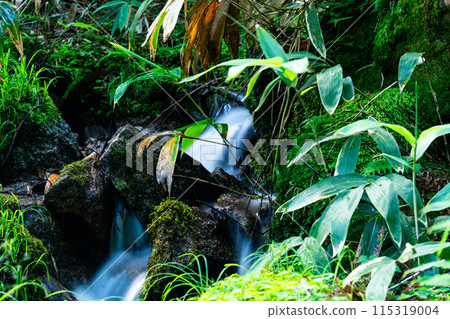 岡山縣會田郡西粟倉村夏季的若杉天然林、熊坂及溪流2 岡山縣會田郡西粟倉村夏季的若杉天然林、熊坂及溪流2 115319004