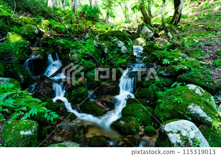 夏日的若杉天然林、吉井川源頭的美麗溪谷 岡山縣會田郡西粟倉村 5 115319013