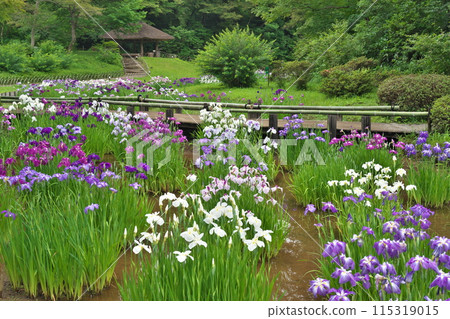 Meiji Shrine Iris Garden in early summer. Fresh greenery in the gazebo and irises decorating the walkway. Meiji Shrine Iris Garden in early summer. Fresh greenery in the gazebo and irises decorating the walkway. 115319015