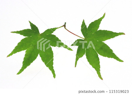 嫩楓葉(背光透過的光) 嫩楓葉(背光透過的光) 115319023