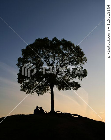 名古屋市黃昏時的一棵樹 115319164