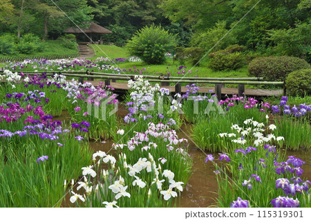 Meiji Shrine Iris Garden in early summer. Fresh greenery in the gazebo and irises in full bloom lining the walkway. Meiji Shrine Iris Garden in early summer. Fresh greenery in the gazebo and irises in full bloom lining the walkway. 115319301