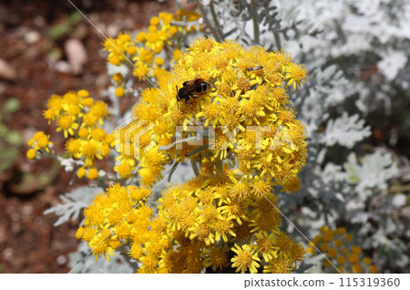 White daisy blooms yellow in early summer 115319360