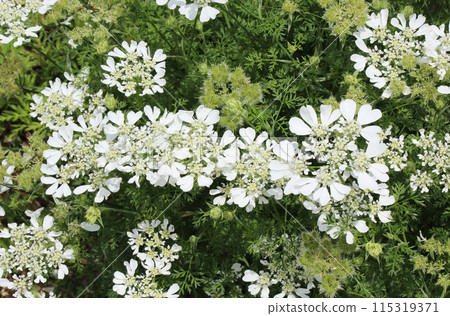 Orlea, a pretty flower like lace Orlea, a pretty flower like lace 115319371