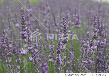 薰衣草田裡的薰衣草 115319387