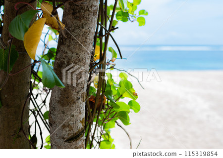 The sea seen through the trees 115319854