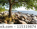The tree grows to the stones on the Baltic coast. High quality photo 115319874