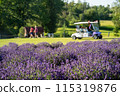 Lavender field in the summer garden. High quality photo 115319876