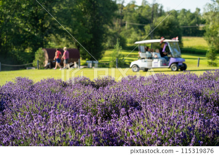 Lavender field in the summer garden. High quality photo Lavender field in the summer garden. High quality photo 115319876