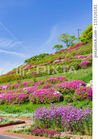 Kobe Happy Village with fresh greenery, blue skies and azaleas in full bloom 115320181