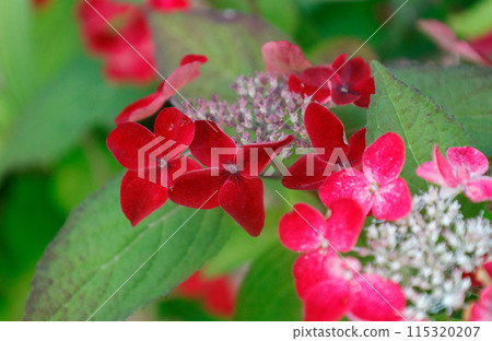 A hydrangea called Klenai that changes to a deep crimson color A hydrangea called Klenai that changes to a deep crimson color 115320207