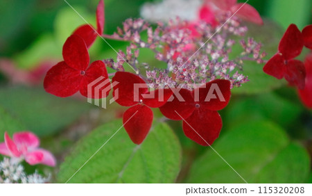 A hydrangea called Klenai that changes to a deep crimson color 115320208