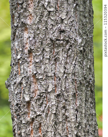 Bark: Oak 115320394