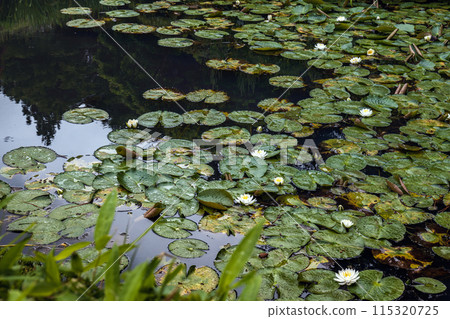 山形鶴舞園水邊夏日景色 山形鶴舞園水邊夏日景色 115320725
