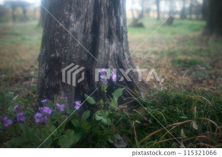A flower blooming at the base of a tree (Purple flower) A flower blooming at the base of a tree (Purple flower) 115321066