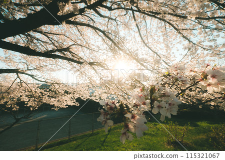 Cherry blossoms in memory Cherry blossoms in memory 115321067